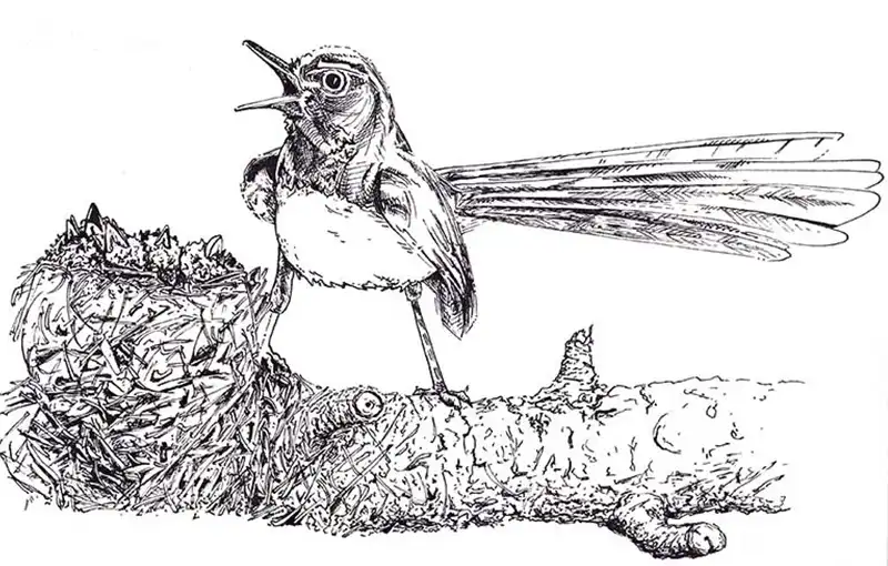 2013 Willy Wagtail Nest WEB FEAT 800x510 Q50