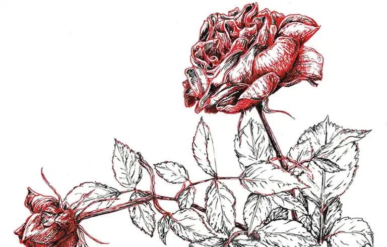 2018 Red Roses WEB FEAT 800x510 Q50