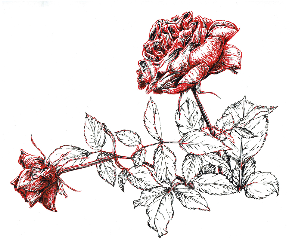 2018 Red Roses WEB FULL